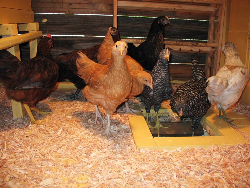 The Cost of Raising Chickens | City Girl Farming Blog
